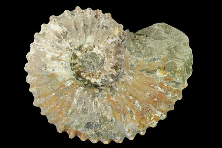 Bumpy Ammonite (Douvilleiceras) Fossil - Madagascar #160370